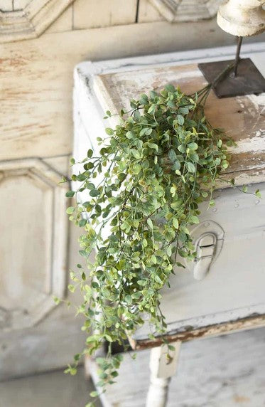 SERAPH VINE HANGING BUSH