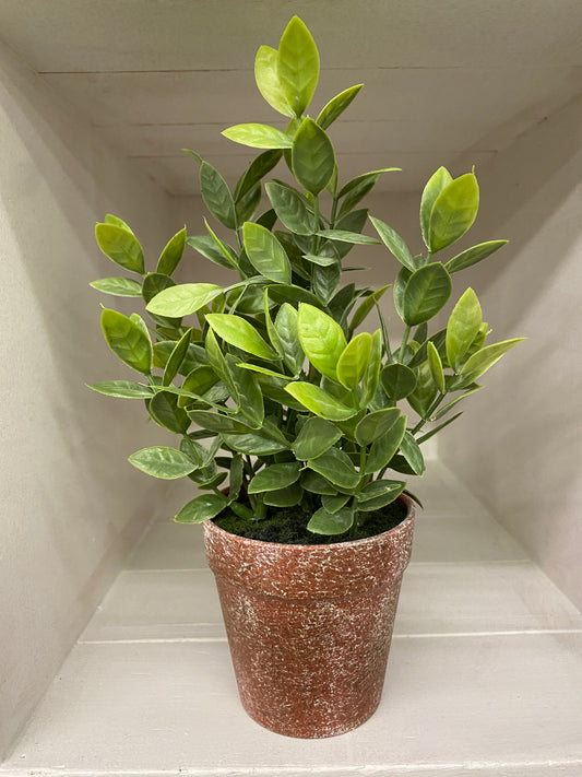 POTTED FAIR MORNING HERB